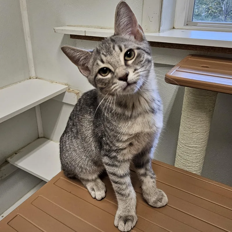 A baby medium-sized male Tabby (Gray / Blue / Silver) Domestic Short Hair cat named Eggnog for adoption in Waynesville, NC