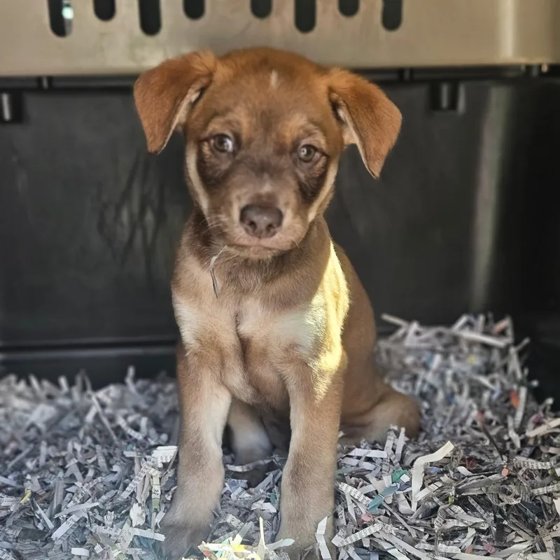 A baby medium-sized male Brown / Chocolate Chocolate Labrador Retriever dog named Hershey for adoption in Gloucester, VA