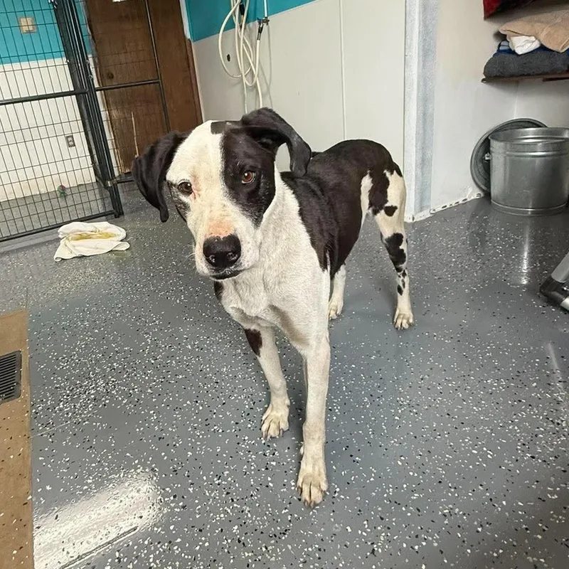 A senior large-sized male Great Dane dog named Denton for adoption in Archbold , OH