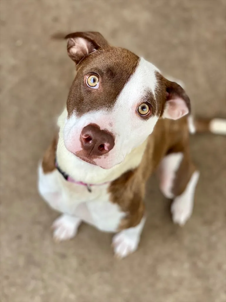 A young medium-sized female Terrier dog named Lucy for adoption in Urbandale, IA