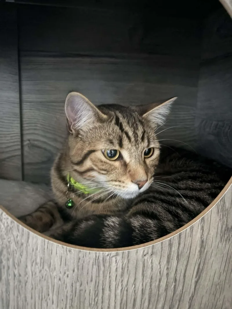 A young medium-sized male Domestic Short Hair cat named Jupiter for adoption in Minooka, IL