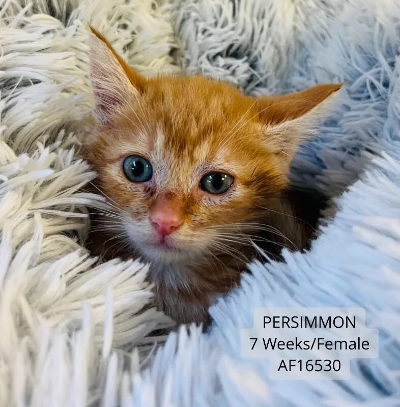 A young medium-sized female Domestic Short Hair cat named Persimmon for adoption in Supply, NC