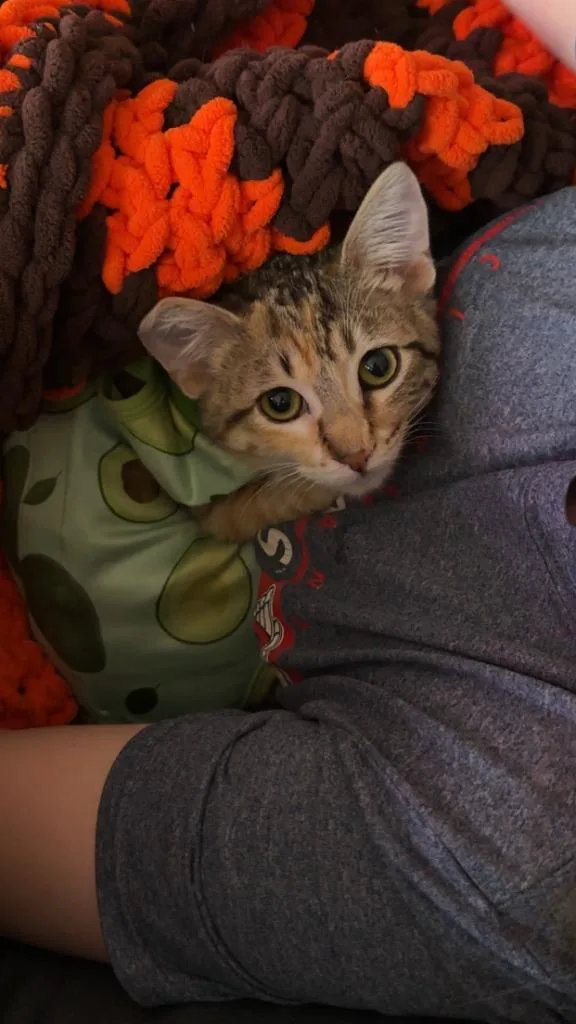 A baby small-sized female Domestic Short Hair cat named Cyndi Lauper for adoption in Ballwin, MO