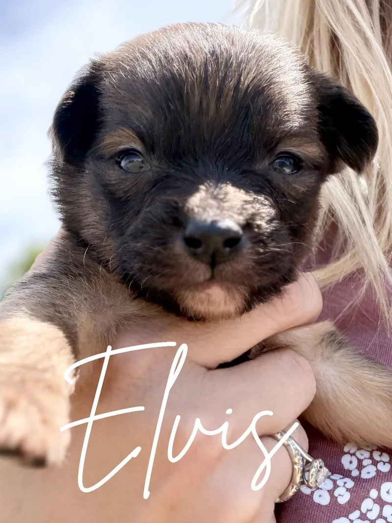 A baby small-sized male Bicolor Chihuahua dog named Elvis for adoption in Herald, CA