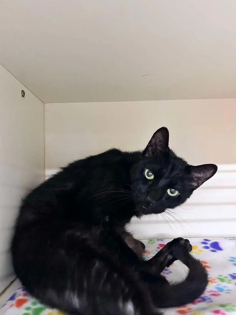 A senior medium-sized male Domestic Short Hair cat named Jack for adoption in Sebastian, FL