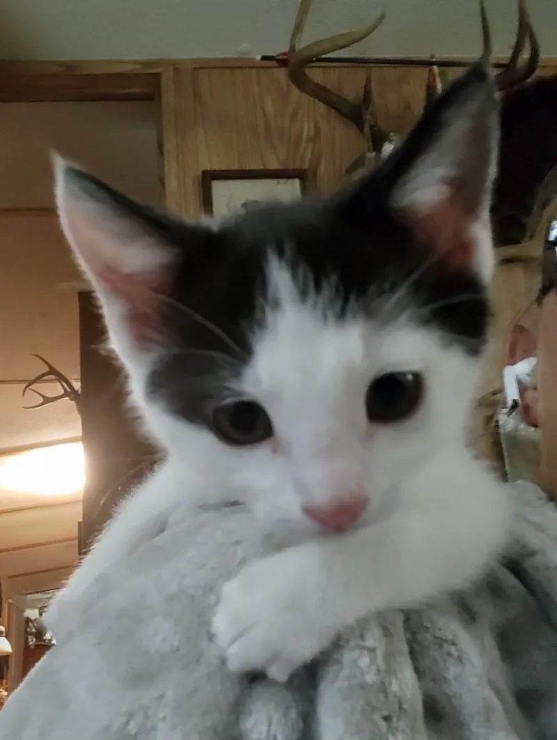 A young medium-sized male Domestic Short Hair cat named Quentin for adoption in Floyd, VA
