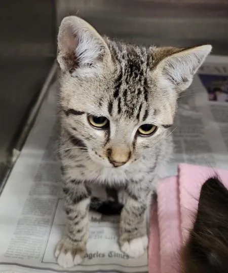 A baby small-sized male Domestic Short Hair cat named Splinter for adoption in Los Angeles, CA