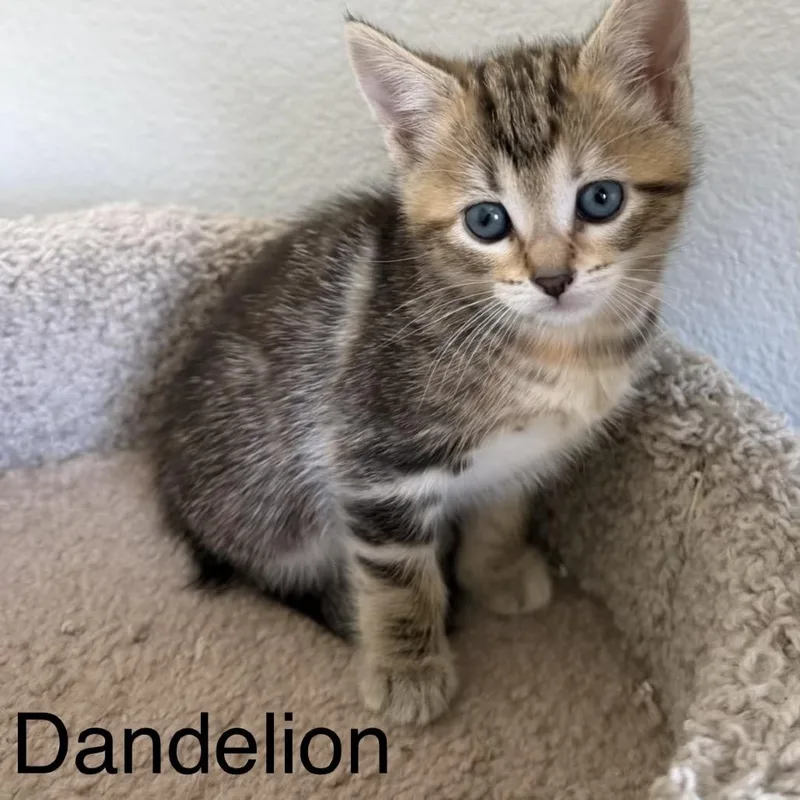 Dandelion thumbnail 2