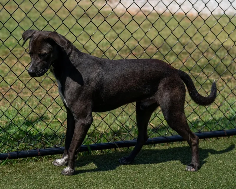 A young large-sized male Retriever dog named Akamaru for adoption in Lavonia, GA