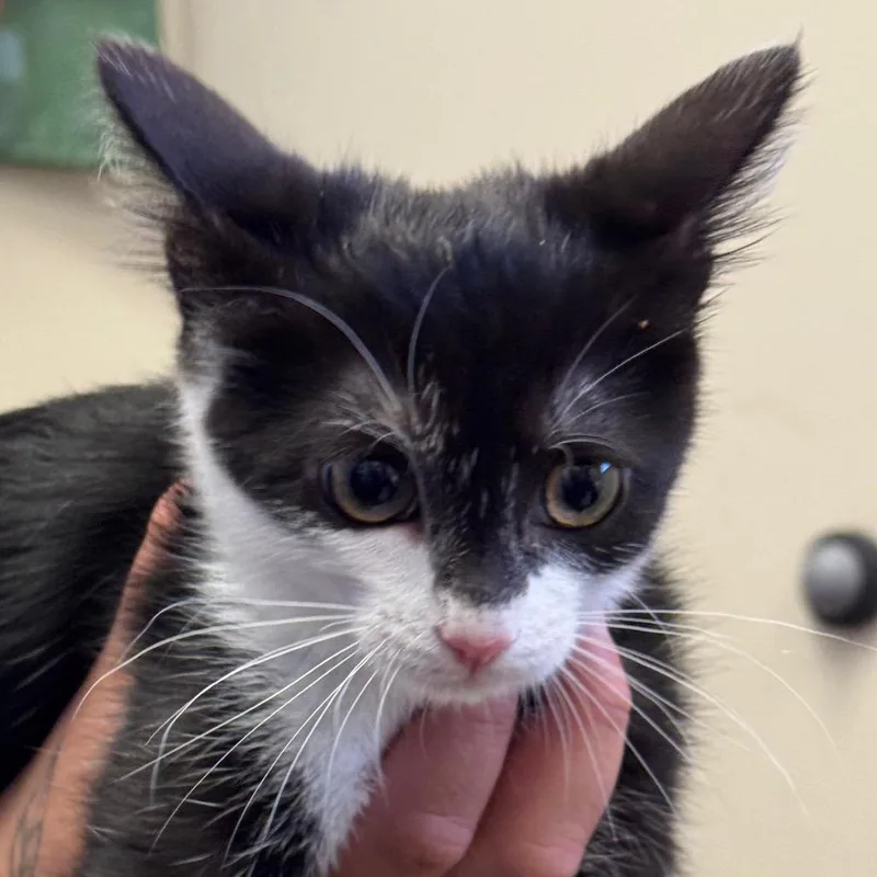 A baby small-sized female Black Domestic Short Hair cat named Scallywag for adoption in Santa Barbara, CA