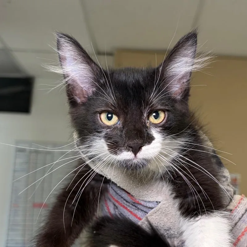 A baby small-sized male Black Domestic Medium Hair cat named Reef for adoption in Santa Barbara, CA