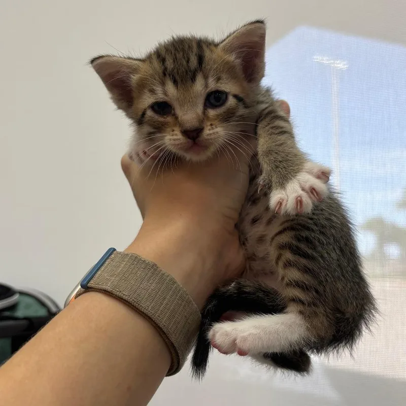 A baby small-sized female Domestic Short Hair cat named Dj for adoption in Corpus Christi, TX