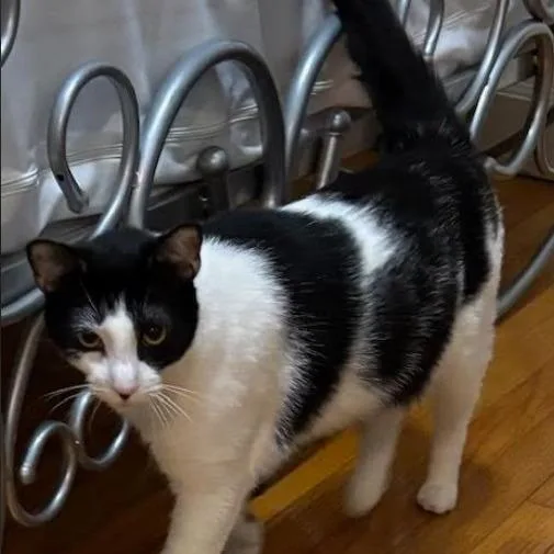 Meatball C thumbnail 2