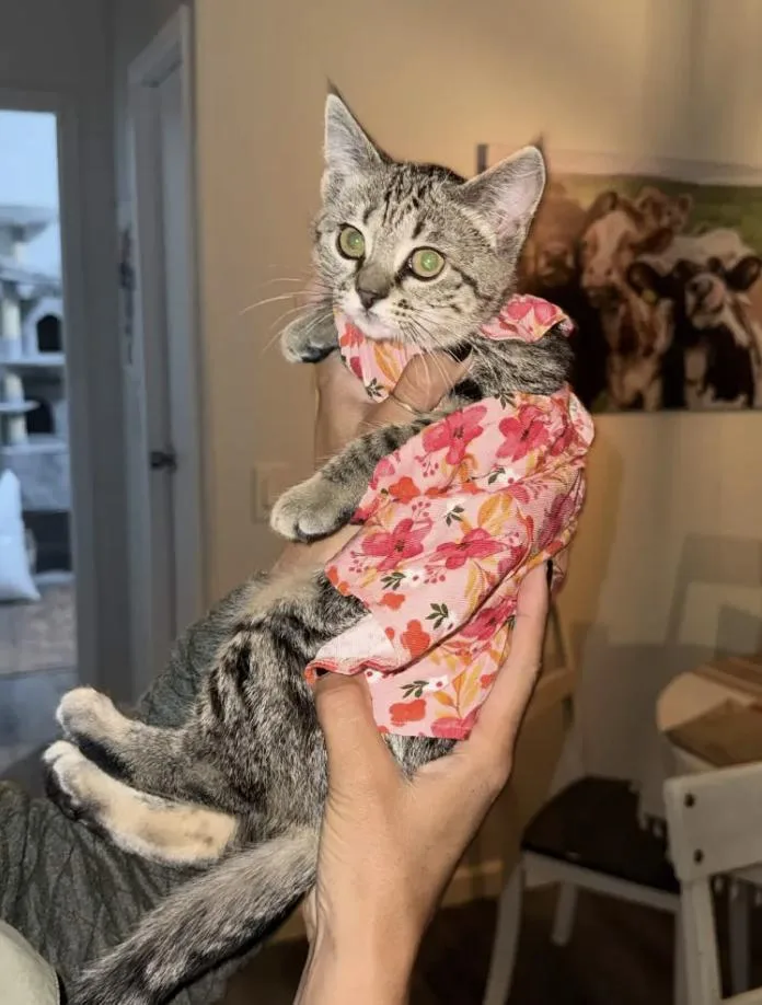 A baby small-sized female Tabby (Gray / Blue / Silver) Domestic Short Hair cat named Cowbell for adoption in San Luis Obispo, CA
