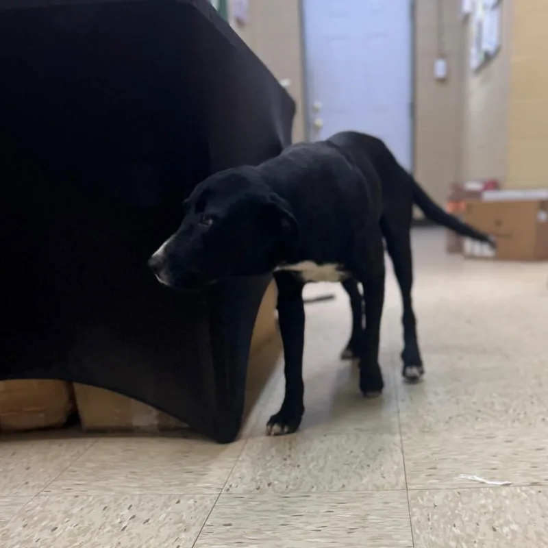 A young medium-sized male Black Labrador Retriever dog named Donald for adoption in Lucedale, MS