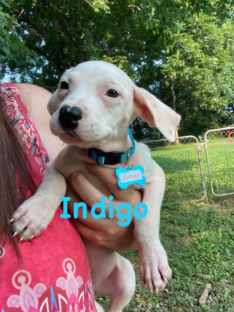 A baby large-sized female Pit Bull Terrier dog named Indigo for adoption in Shelbyville, KY