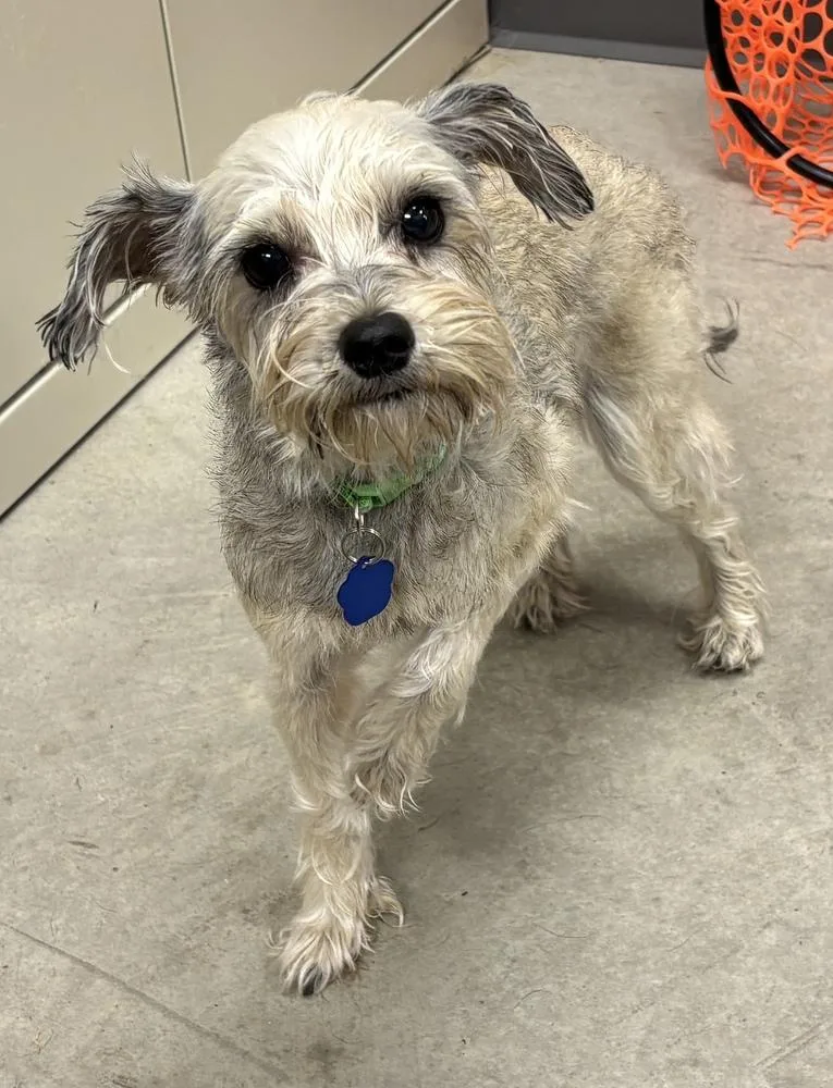 A senior small-sized female Standard Schnauzer dog named Pebbles for adoption in Bartlesville, OK