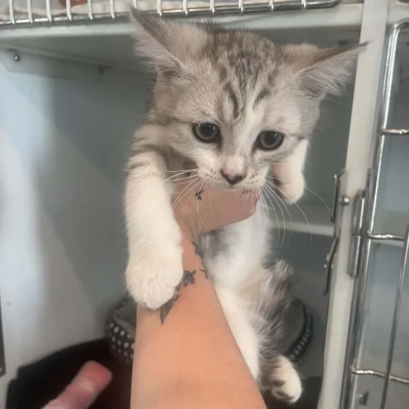 A baby small-sized male Gray / Blue / Silver Persian cat named Georgie for adoption in CHANUTE, KS