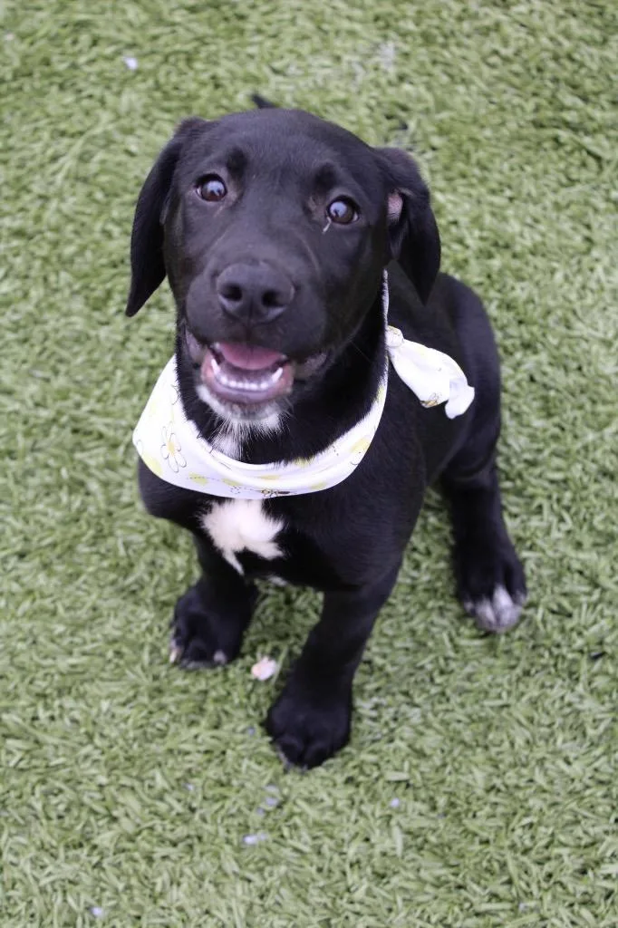 A baby medium-sized female Dalmatian dog named Coco for adoption in Morgantown, KY