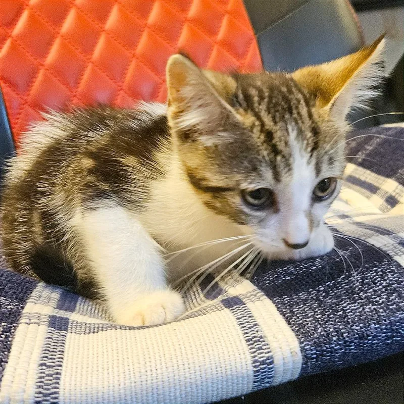 A baby small-sized male Domestic Short Hair cat named Hocus for adoption in Clarksville, AR