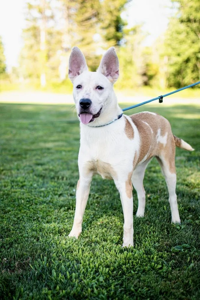 A young medium-sized female Shepherd dog named Hula for adoption in Frankfort, NY