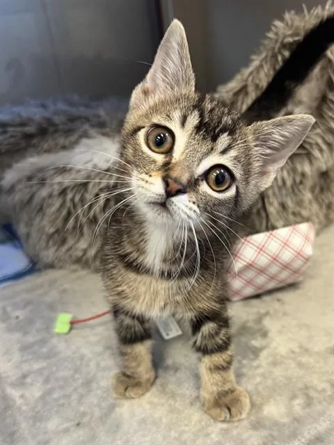 A baby small-sized male Domestic Short Hair cat named Wizard for adoption in Louisville, KY