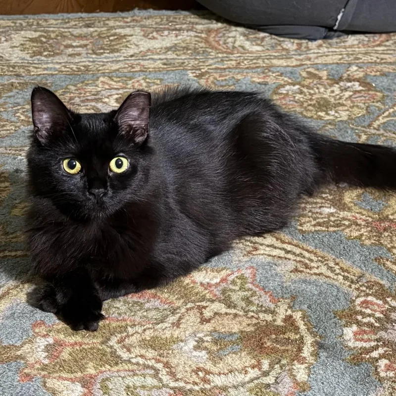 A young medium-sized female Black Domestic Long Hair cat named Dusty for adoption in Gibsonia, PA