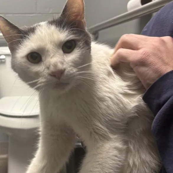 An adult large-sized male White Domestic Short Hair cat named Machu for adoption in Allentown, PA