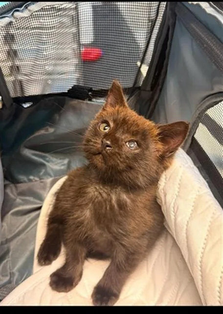 A baby small-sized male Domestic Short Hair cat named Stash for adoption in Fort Walton Beach, FL