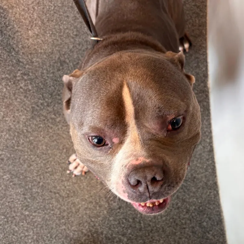 An adult medium-sized female Gray / Blue / Silver Mixed Breed dog named Roxanna for adoption in Allentown, PA
