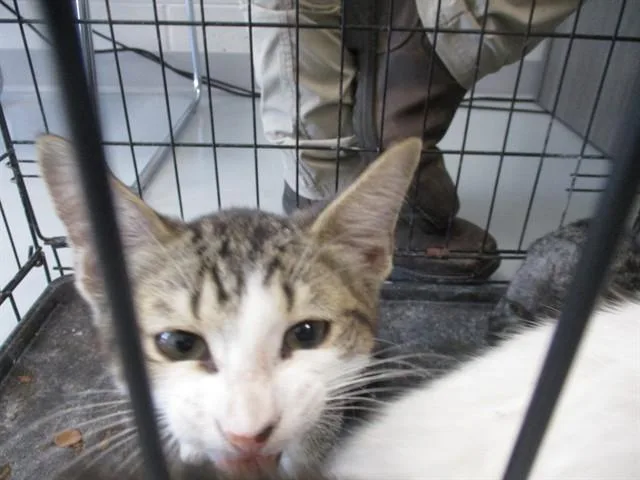 A baby small-sized male Domestic Short Hair cat named Sir Chipley for adoption in Ocala, FL
