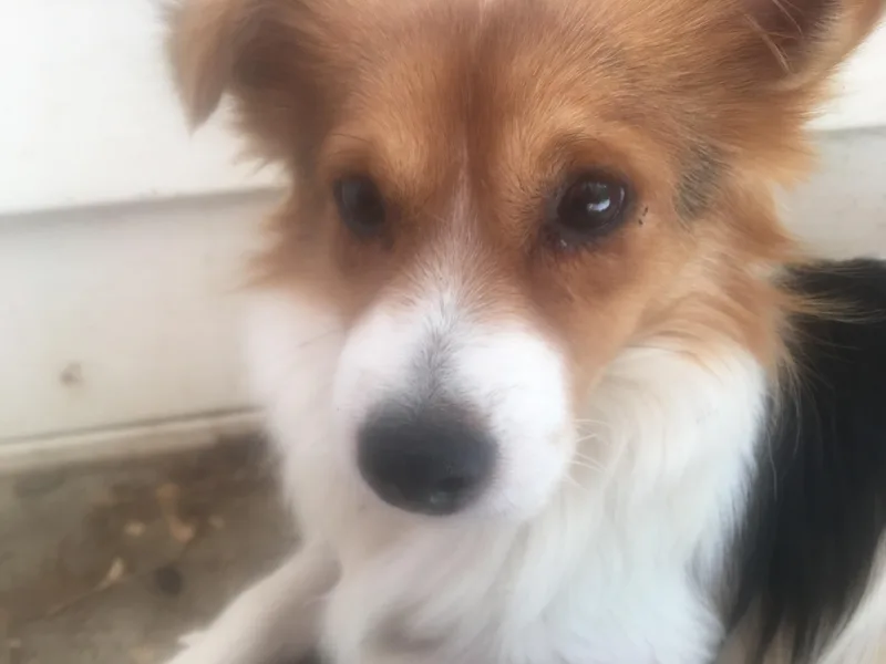 Rosco thumbnail 2