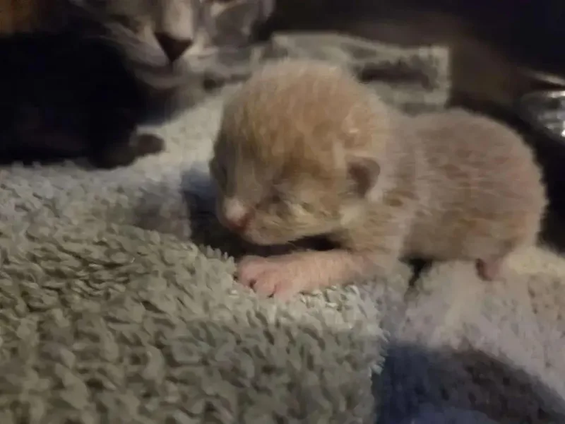 A baby small-sized male Tabby (Orange / Red) Domestic Short Hair cat named Halcyon for adoption in Grand Rapids, MI