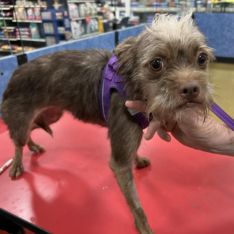 Paddy  Young Cairn thumbnail 3