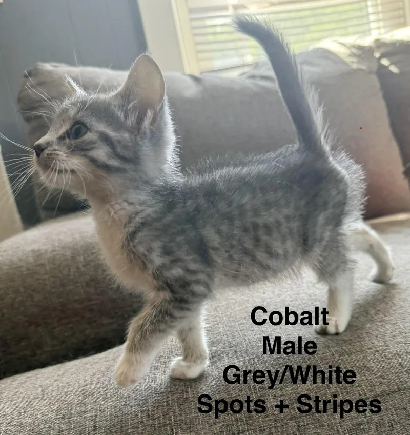 Cobalt