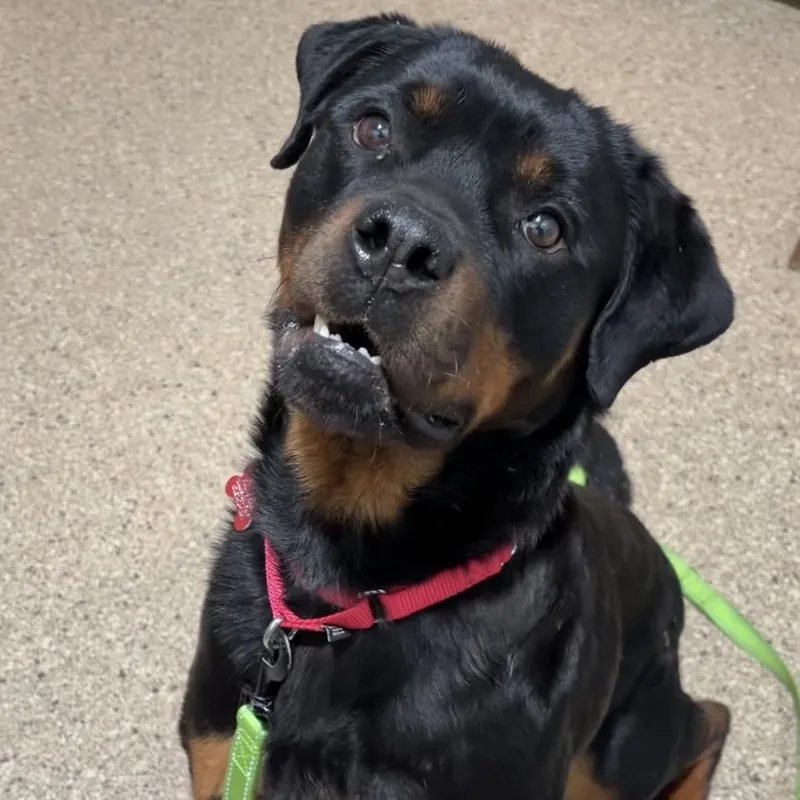 A young large-sized female Rottweiler dog named Azule for adoption in Valparaiso, IN