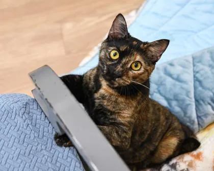 A young medium-sized female Domestic Short Hair cat named Tootsie for adoption in Ringoes, NJ