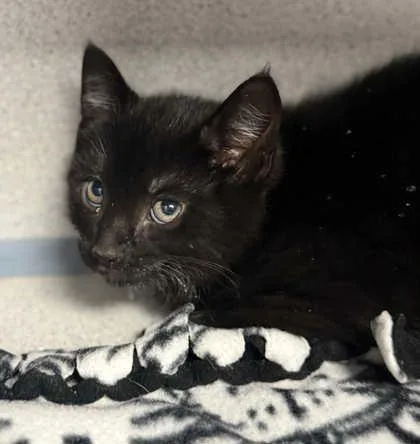 A baby small-sized male Domestic Short Hair cat named Shadow for adoption in Bowling Green, KY