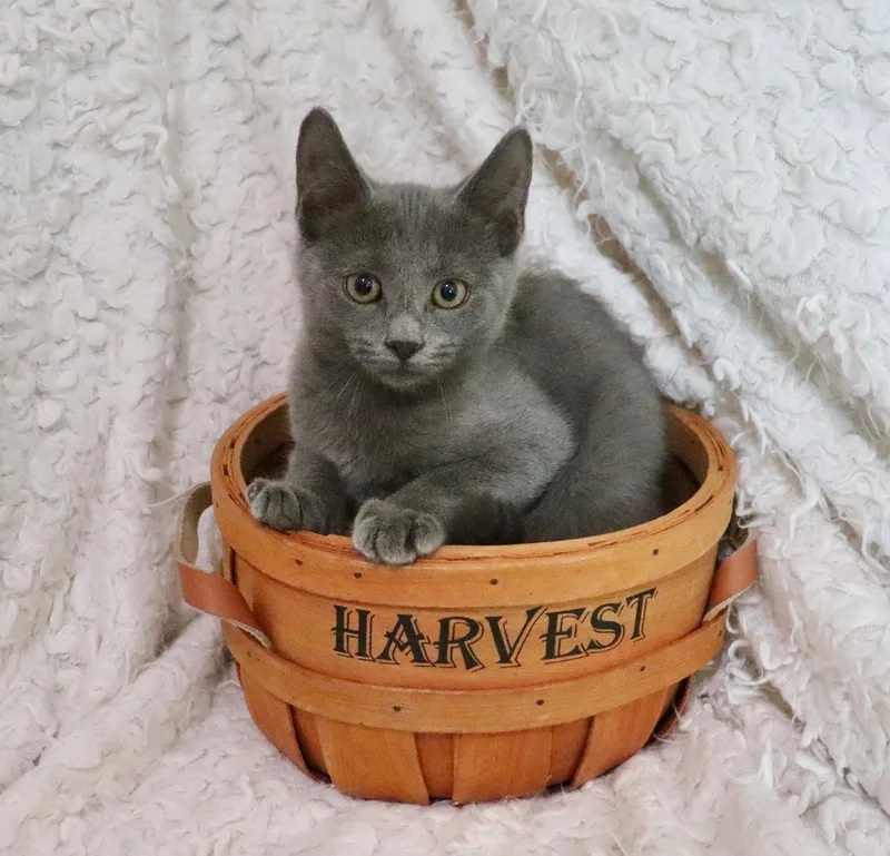 A baby medium-sized male Gray / Blue / Silver Russian Blue cat named Stormy for adoption in Saint Augustine, FL