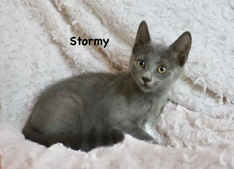 Stormy thumbnail 5
