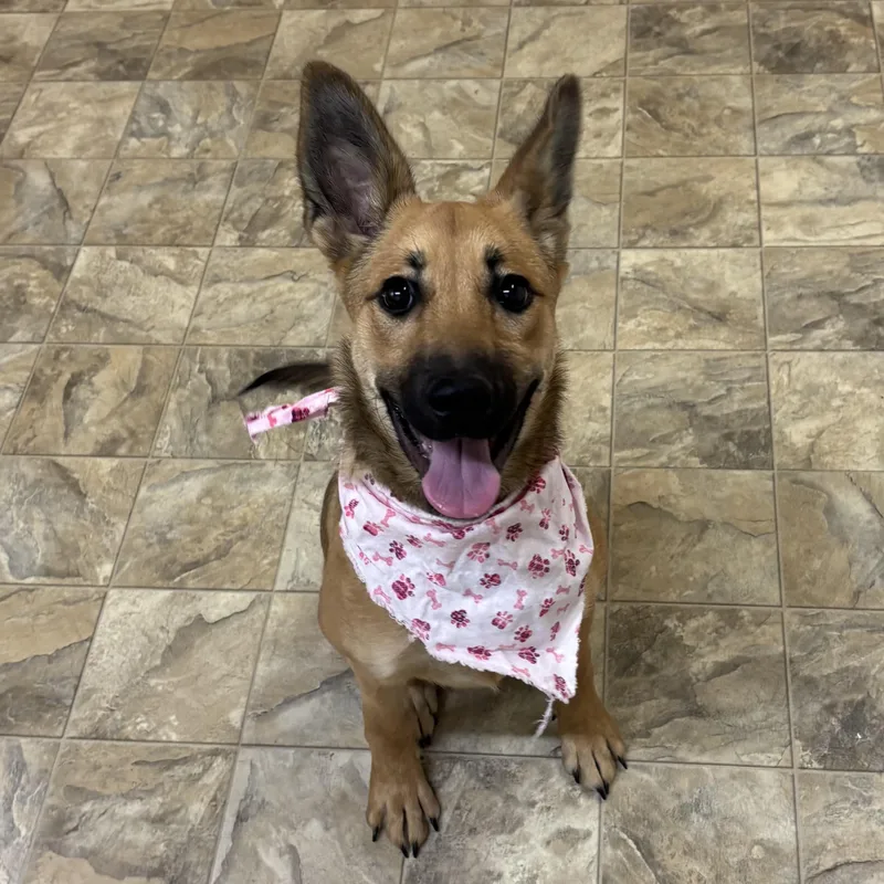 Wiggle Worm thumbnail 2