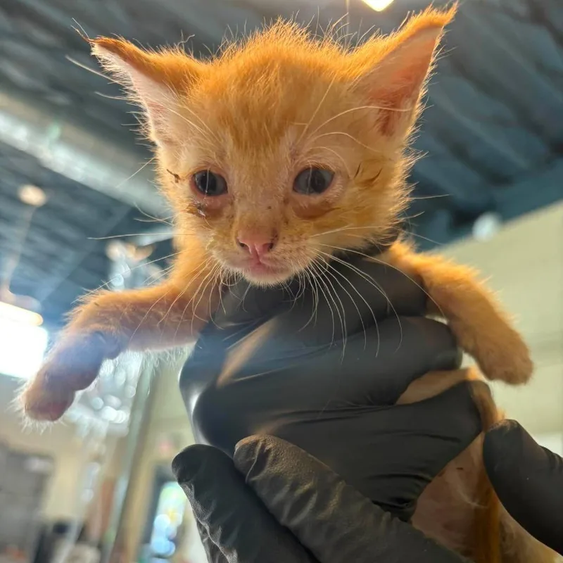 A baby small-sized male Orange / Red Domestic Short Hair cat named Slammer for adoption in Huntington, WV