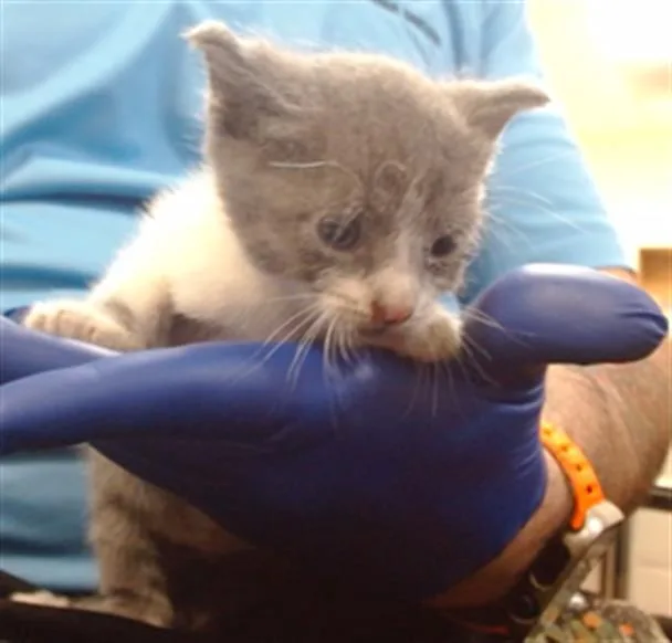 A baby small-sized female Domestic Short Hair cat named Pancha for adoption in Miami, FL