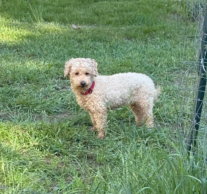 An adult small-sized female Apricot / Beige Bichon Frise dog named Dolce for adoption in Brunswick, ME