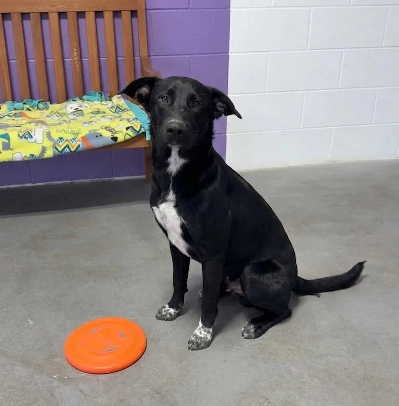 A young large-sized male Labrador Retriever dog named Toad for adoption in North Prairie, WI