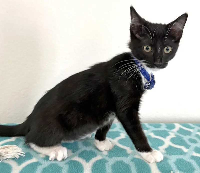 A baby medium-sized female Black & White / Tuxedo Domestic Short Hair cat named SnoBall for adoption in Ventura, CA