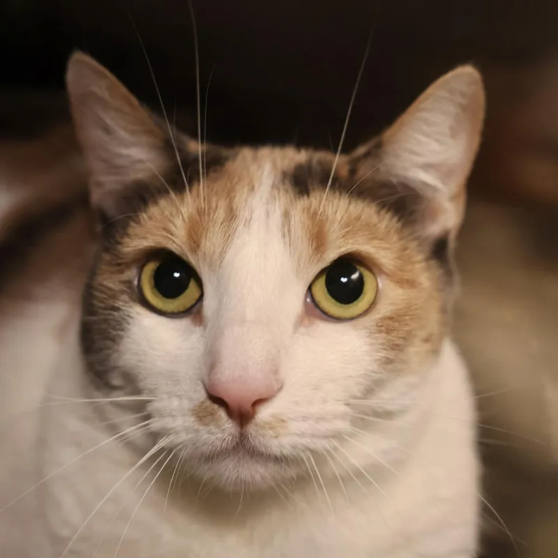 An adult large-sized female Calico Domestic Short Hair cat named Tostada for adoption in Briarcliff Manor, NY
