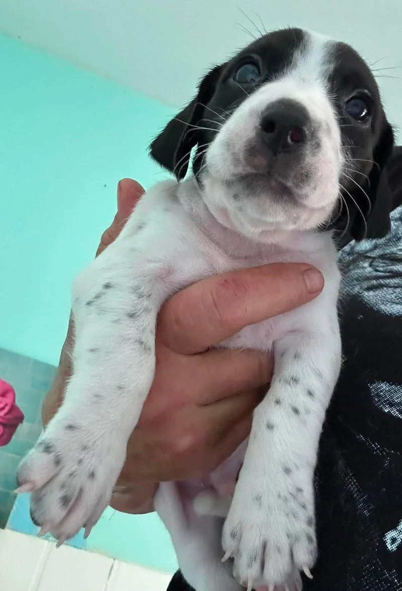 A baby large-sized male Irish Setter dog named Barry Puppy of for adoption in Osteen, FL