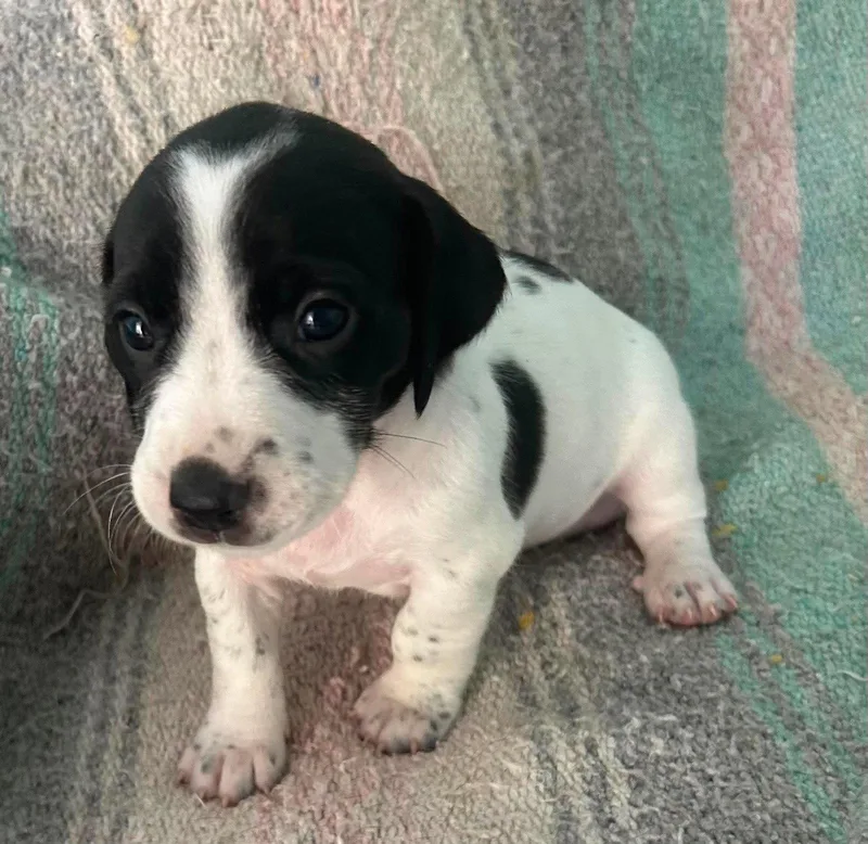 Barry  Puppy of thumbnail 2