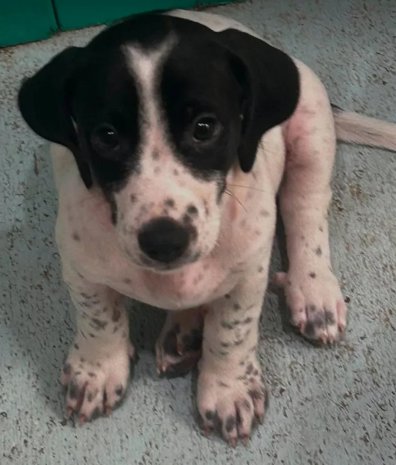 Barry  Puppy of thumbnail 3